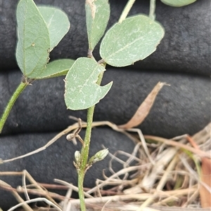 Glycine tabacina at Whitlam, ACT - 11 Mar 2025 01:56 PM