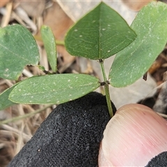 Glycine tabacina at Whitlam, ACT - 11 Mar 2025 01:56 PM