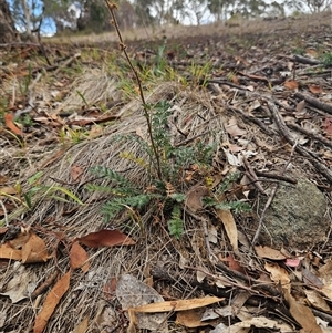 Acaena x ovina at Whitlam, ACT - 11 Mar 2025 by sangio7