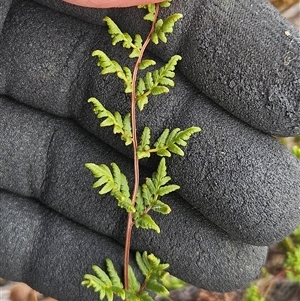 Cheilanthes sieberi at Whitlam, ACT - 11 Mar 2025 02:02 PM