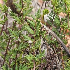 Cheilanthes sieberi at Whitlam, ACT - 11 Mar 2025 02:02 PM