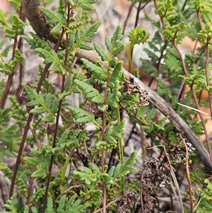 Cheilanthes sieberi at Whitlam, ACT - 11 Mar 2025 02:02 PM