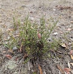Cheilanthes sieberi at Whitlam, ACT - 11 Mar 2025 02:02 PM