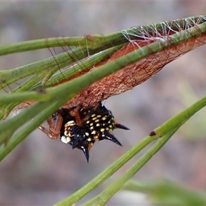 Austracantha minax (Christmas Spider, Jewel Spider) at Cook, ACT - 2 Mar 2025 by CathB