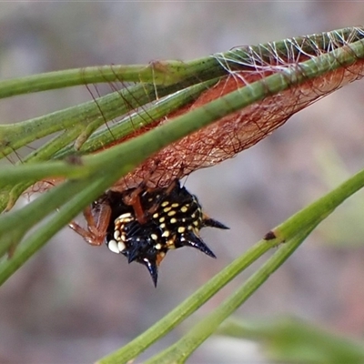 Austracantha minax (Christmas Spider, Jewel Spider) at Cook, ACT - 2 Mar 2025 by CathB