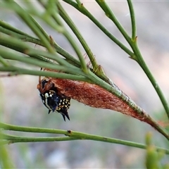 Austracantha minax at Cook, ACT - 2 Mar 2025 07:58 AM