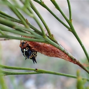 Austracantha minax at Cook, ACT - 2 Mar 2025 07:58 AM