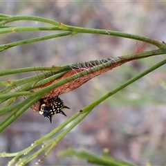Austracantha minax at Cook, ACT - 2 Mar 2025 07:58 AM