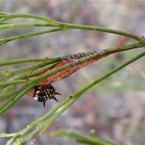 Austracantha minax at Cook, ACT - 2 Mar 2025 07:58 AM