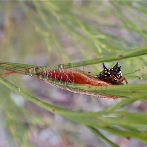 Austracantha minax at Cook, ACT - 2 Mar 2025 07:58 AM