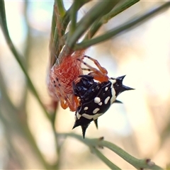 Austracantha minax at Cook, ACT - 2 Mar 2025 07:58 AM