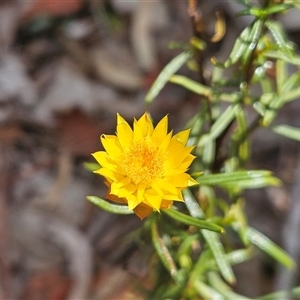 Xerochrysum viscosum at Whitlam, ACT - 11 Mar 2025 by sangio7