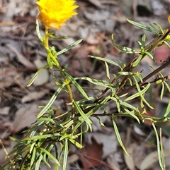 Xerochrysum viscosum at Whitlam, ACT - 11 Mar 2025 02:10 PM