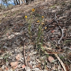 Xerochrysum viscosum at Whitlam, ACT - 11 Mar 2025 02:10 PM