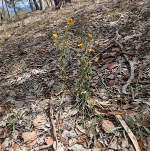 Xerochrysum viscosum at Whitlam, ACT - 11 Mar 2025 02:10 PM
