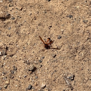 Delta Genus (Potter Wasp) at Gordon, ACT - 9 Mar 2025 by GG