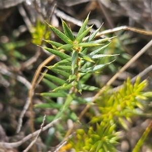 Acrotriche serrulata at Whitlam, ACT - 11 Mar 2025 01:38 PM