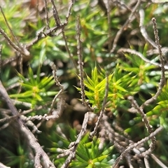 Acrotriche serrulata at Whitlam, ACT - 11 Mar 2025 01:38 PM