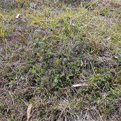 Acrotriche serrulata at Whitlam, ACT - 11 Mar 2025 01:38 PM