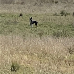 Canis lupus (Dingo / Wild Dog) at Rendezvous Creek, ACT - 13 Mar 2025 by AdamHenderson