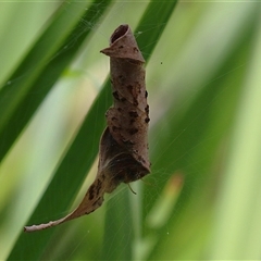 Phonognathidae (family) at Bonython, ACT - 13 Mar 2025 12:18 PM