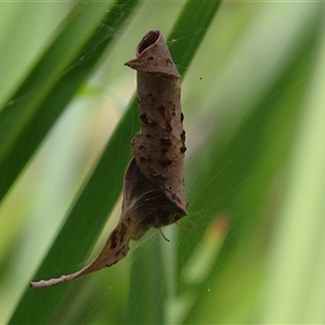 Phonognathidae (family) at Bonython, ACT - 13 Mar 2025 12:18 PM
