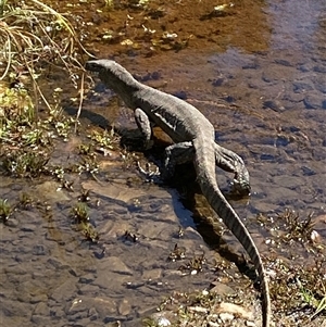 Varanus rosenbergi (Heath or Rosenberg's Monitor) at Booth, ACT - 13 Mar 2025 by AdamHenderson