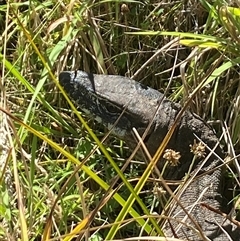 Varanus rosenbergi at Booth, ACT - suppressed