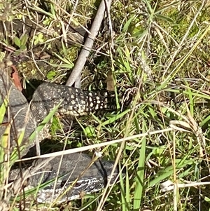 Varanus rosenbergi at Booth, ACT - suppressed