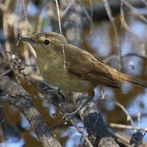 Acrocephalus australis (Australian Reed-Warbler) at Bonython, ACT - 13 Mar 2025 by RodDeb