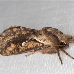 Elhamma australasiae (A Swift or Ghost moth (Hepialidae)) at Melba, ACT - 11 Mar 2025 by kasiaaus