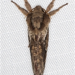 Elhamma australasiae at Melba, ACT - 11 Mar 2025 11:57 PM