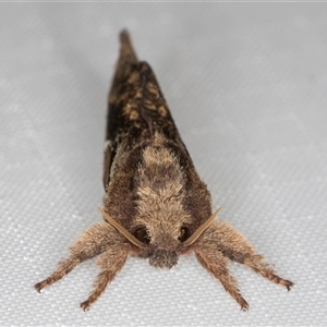 Elhamma australasiae at Melba, ACT - 11 Mar 2025 11:57 PM