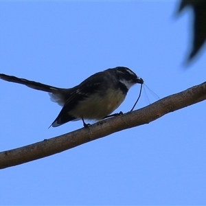 Rhipidura albiscapa (Grey Fantail) at Bonython, ACT - 13 Mar 2025 by RodDeb