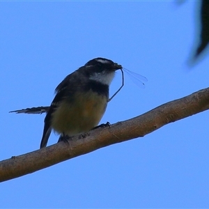 Rhipidura albiscapa at Bonython, ACT - 13 Mar 2025 12:11 PM