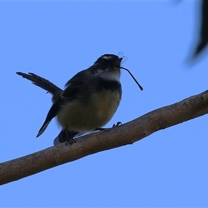 Rhipidura albiscapa at Bonython, ACT - 13 Mar 2025 12:11 PM