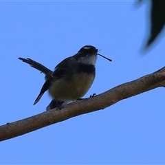 Rhipidura albiscapa at Bonython, ACT - 13 Mar 2025 12:11 PM