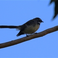 Rhipidura albiscapa at Bonython, ACT - 13 Mar 2025 12:11 PM