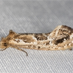 Moerarchis inconcisella (A tineid moth) at Melba, ACT - 11 Mar 2025 by kasiaaus