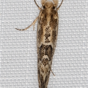 Moerarchis inconcisella at Melba, ACT - 11 Mar 2025 11:59 PM