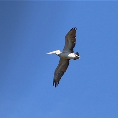 Pelecanus conspicillatus (Australian Pelican) at Bonython, ACT - 13 Mar 2025 by RodDeb