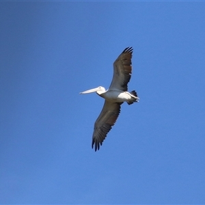 Pelecanus conspicillatus at Bonython, ACT - 13 Mar 2025 12:03 PM