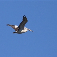 Pelecanus conspicillatus at Bonython, ACT - 13 Mar 2025 12:03 PM