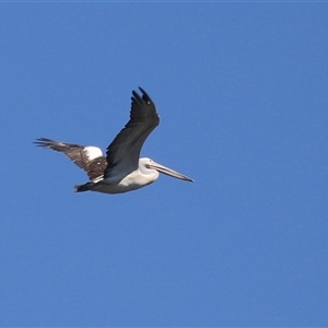 Pelecanus conspicillatus at Bonython, ACT - 13 Mar 2025 12:03 PM