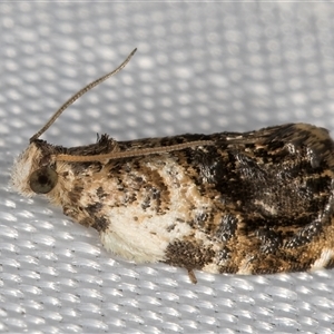 Acroceuthes metaxanthana at Melba, ACT - 11 Mar 2025 11:59 PM