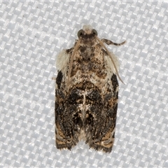 Acroceuthes metaxanthana at Melba, ACT - 11 Mar 2025 11:59 PM