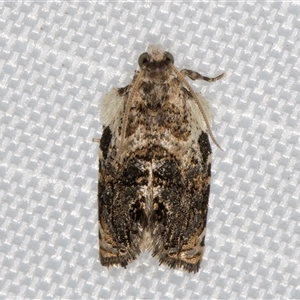 Acroceuthes metaxanthana at Melba, ACT - 11 Mar 2025 11:59 PM