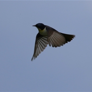 Myiagra inquieta (Restless Flycatcher) at Bonython, ACT - 13 Mar 2025 by RodDeb