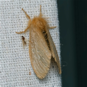 Euproctis (genus) at suppressed - suppressed
