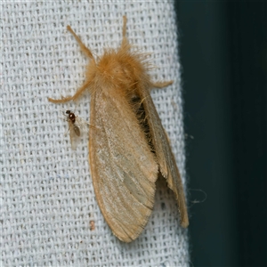 Euproctis (genus) (A Tussock Moth) at Harrison, ACT - 12 Mar 2025 by DPRees125